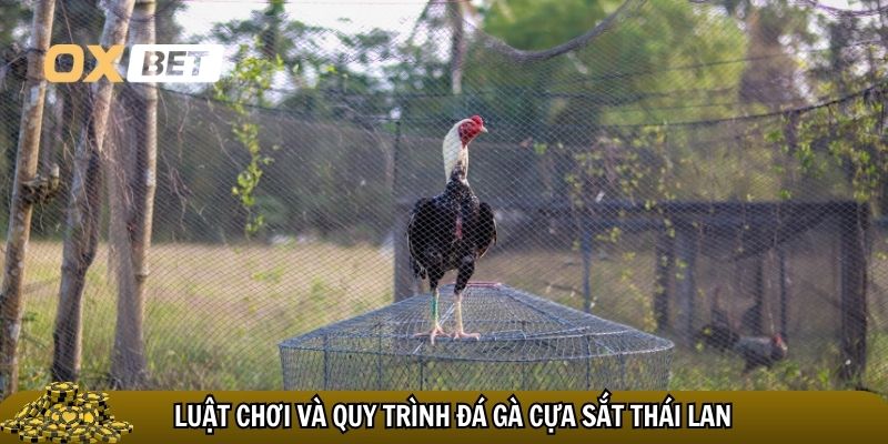 Luật chơi và quy trình đá gà cựa sắt Thái Lan