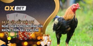 Đá gà cựa sắt Thái Lan