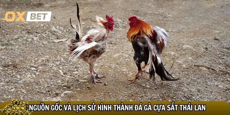 Nguồn gốc và lịch sử hình thành đá gà cựa sắt Thái Lan