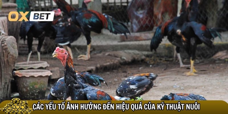 Các yếu tố ảnh hưởng đến hiệu quả của kỹ thuật nuôi gà