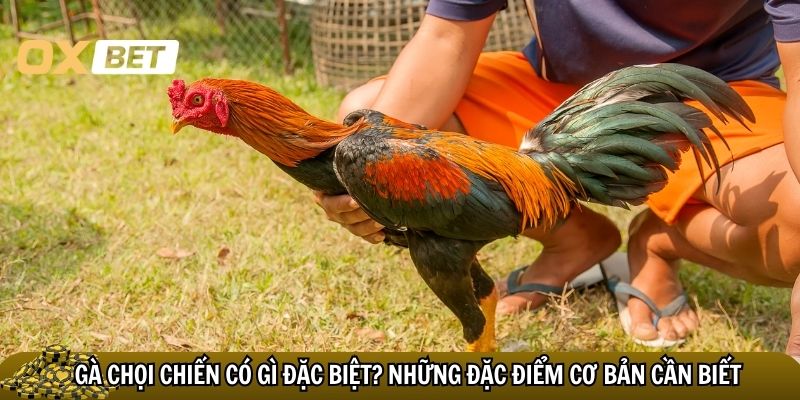 Gà chọi chiến có gì đặc biệt